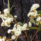 50X Seeds Red Ironbark Eucalyptus Fibrosa Seeds Plant Home Garden #lpau