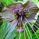 10X Seeds Tacca Chantrieri, Dioscoreaceae Seeds Plant Home Garden #lpau