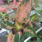 Live Plant Aglaonema light of diamond Flower Houseplant Rare Garden Home Garden #MPS