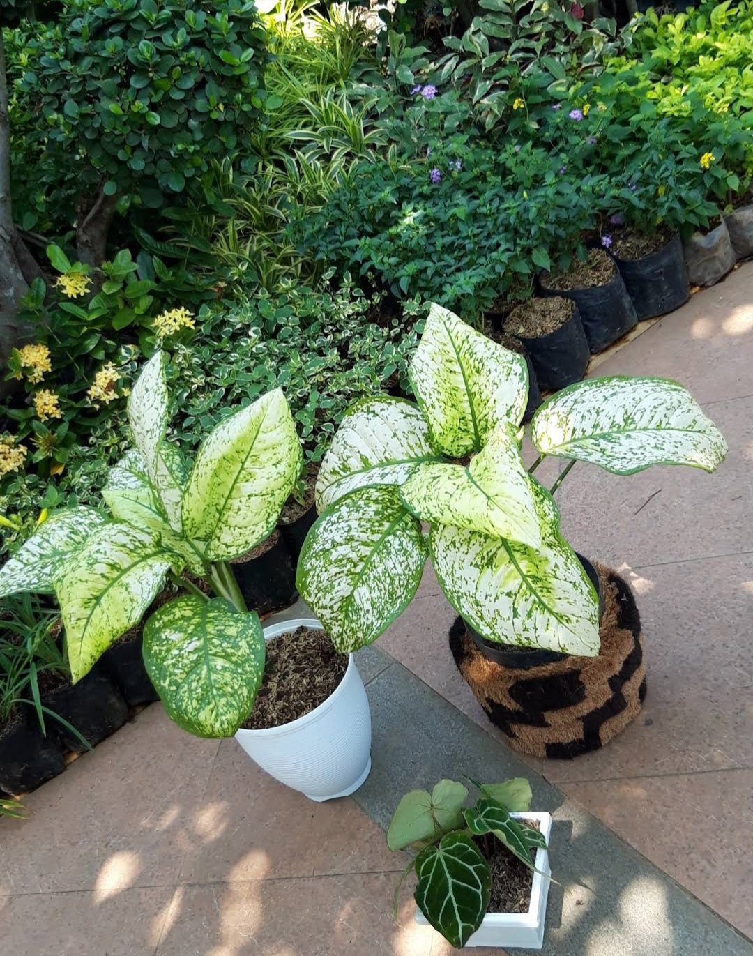 Live Plant Aglaonema Spring Snow Flower Houseplant Rare Garden Home Garden #MPS