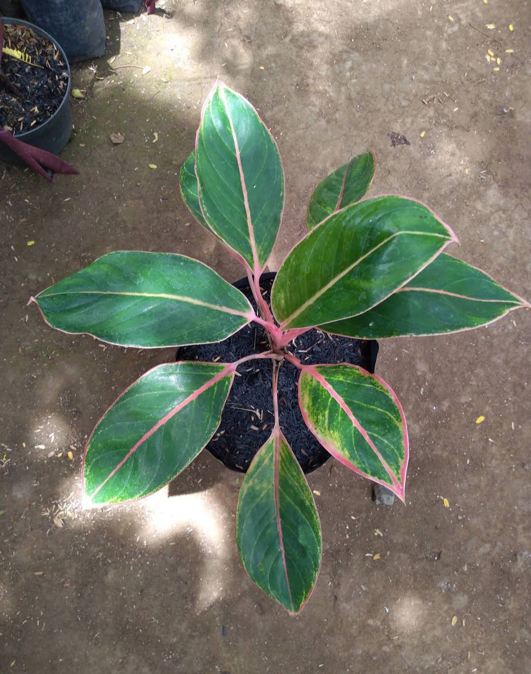 Live Plant Aglaonema &acirc;��Red Siam&acirc;�� Flower Houseplant Rare Garden Home Garden #MPS