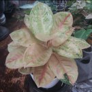 Live Plant Aglaonema Light of Diamond Flower Houseplant Rare Garden Home Garden #MPS