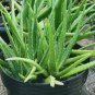 Live Plant Aloe Vera Plant Flower Houseplant Rare Garden Home Garden #MPS