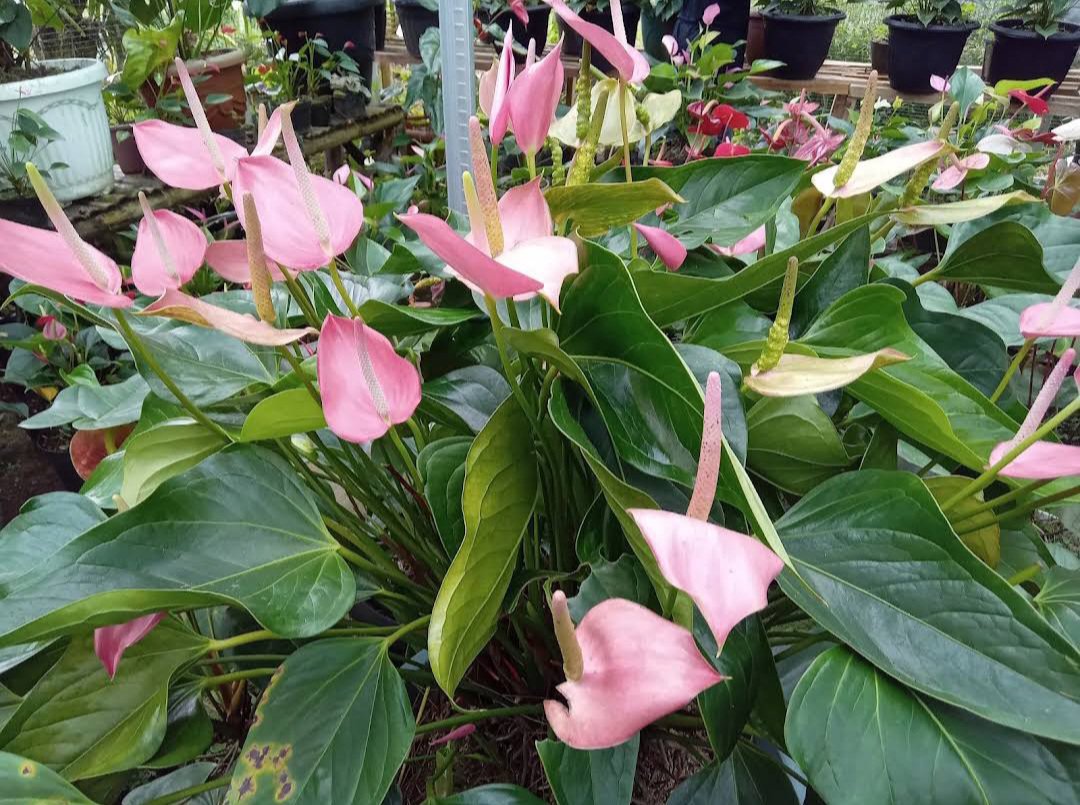 Live Plant light pink anthurium Plant Flower Houseplant Rare Garden Home Garden #MPS