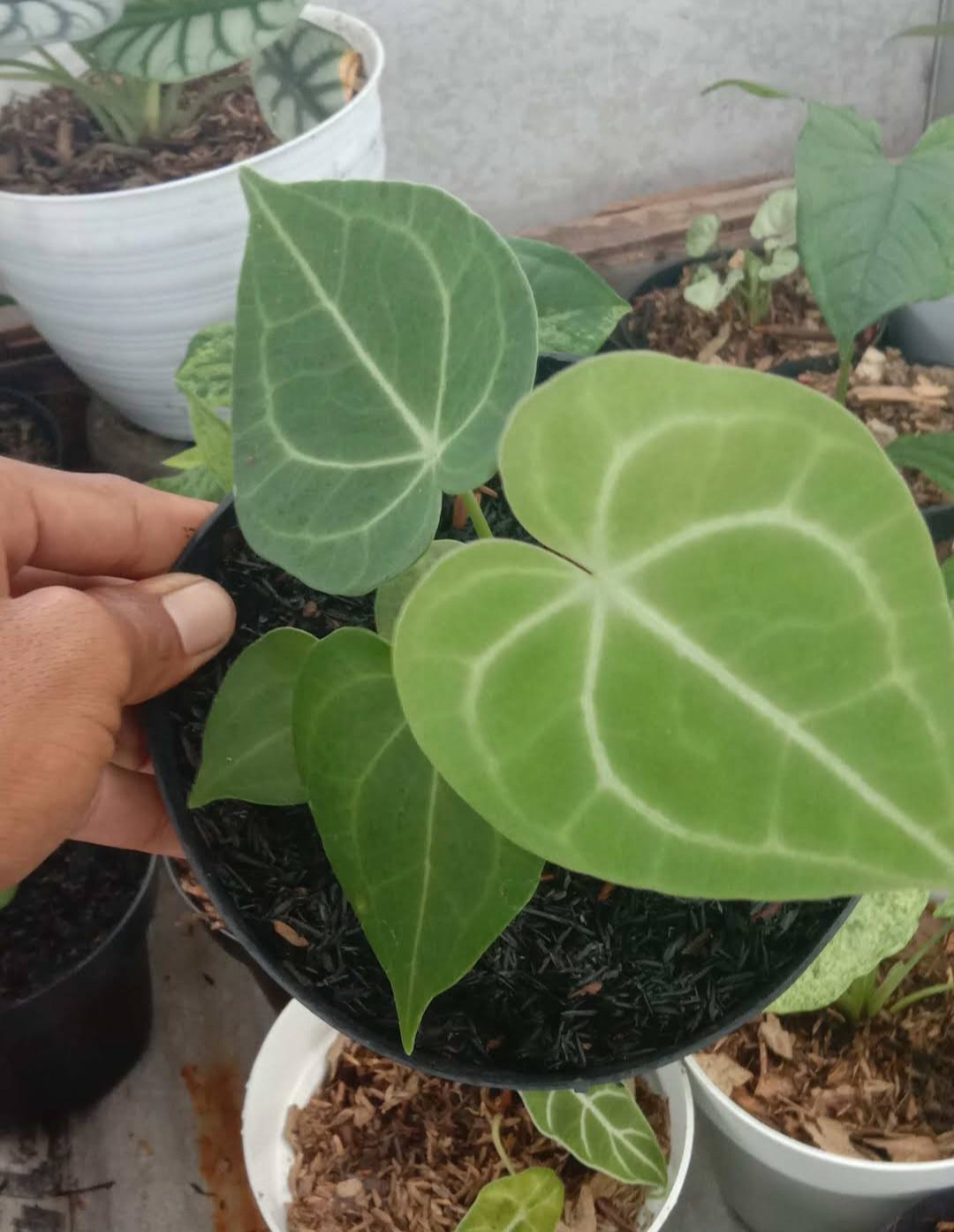 Live Plant Anthurium Silver Blush Plant Flower Houseplant Rare Garden Home Garden #MPS