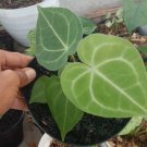 Live Plant Anthurium Silver Blush Plant Flower Houseplant Rare Garden Home Garden #MPS