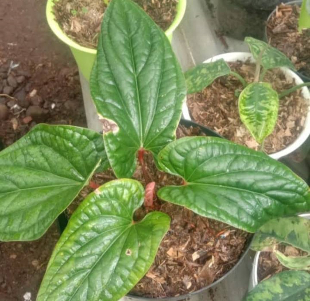 Live Plant Philodendron Lynette Plant Flower Houseplant Rare Garden Home Garden #MPS