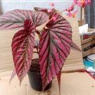 Begonia brevirimosa Begonia Plant Flower Houseplant Rare Garden Home Garden #MPS