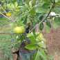 Black Sapote Diospyros Nigra Chocolate Plant Fruit Houseplant Rare Garden Home Garden #MPS