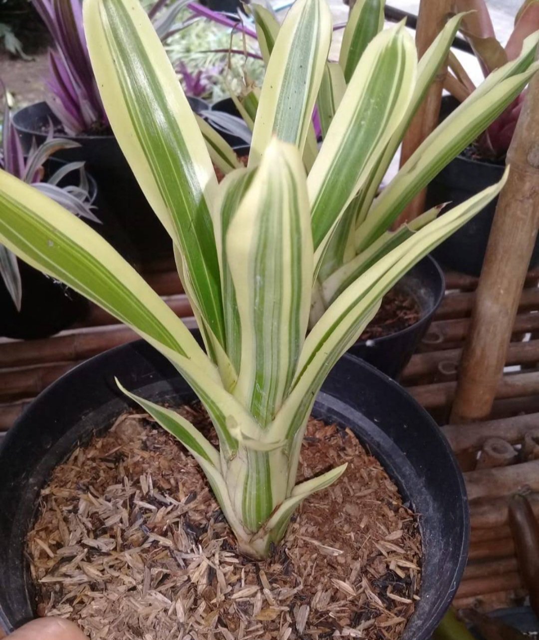 BROMELIAD neoregalia Green White Live Plant Flower Houseplant Rare Garden Home Garden #MPS