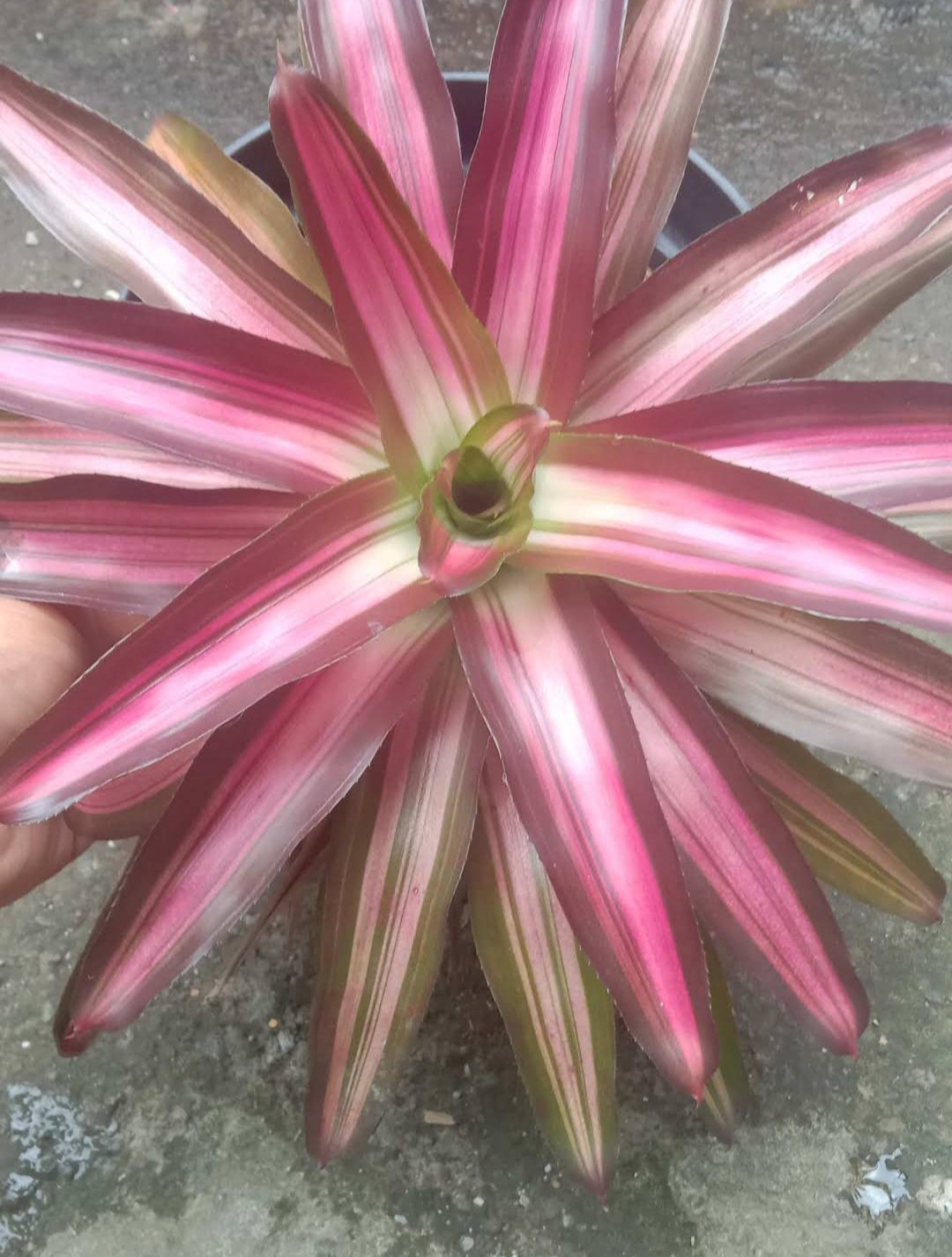 BROMELIAD Tri Color Live Plant Flower Houseplant Rare Garden Home Garden #MPS