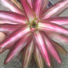 BROMELIAD Tri Color Live Plant Flower Houseplant Rare Garden Home Garden #MPS
