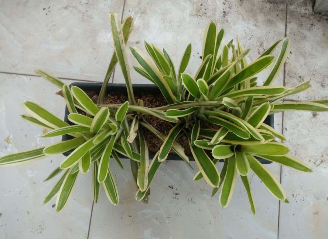 Bromeliad Lucky Stripe Variegated Live Plant Flower Houseplant Rare Garden Home Garden #MPS