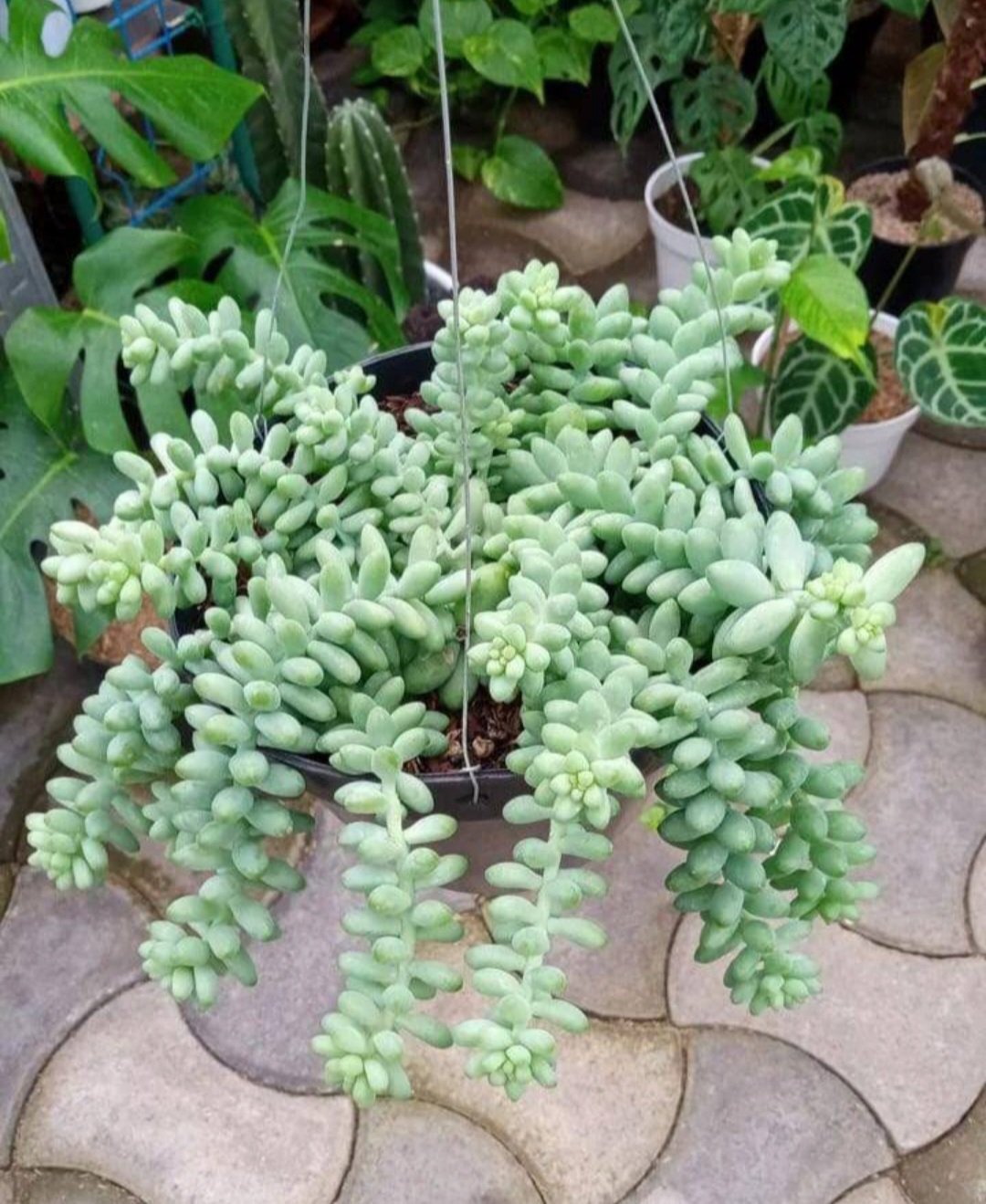 Burros Tail Donkeys Tail Live Plant Flower Houseplant Rare Garden Home Garden #MPS