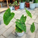 Caladium 'Florida Clown' Bulbs Plant Flower Houseplant Rare Garden Home Garden #MPS