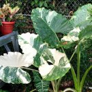Variegated Macrorrhiza Alocasia Live Plant Flower Houseplant Rare Garden Home Garden #MPS