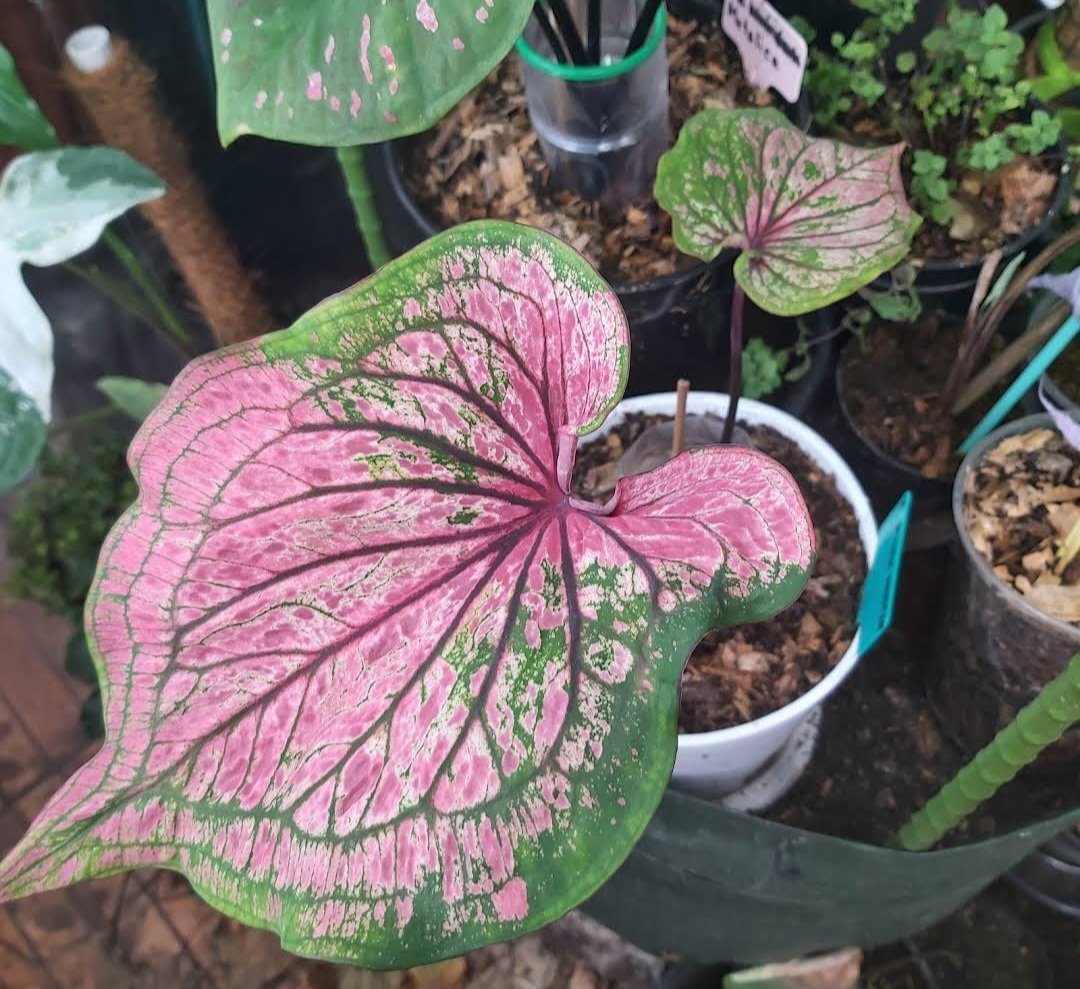 Caladium 'Pink Symphony' Bulbs Plant Flower Houseplant Rare Garden Home Garden #MPS