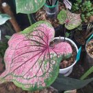 Caladium 'Pink Symphony' Bulbs Plant Flower Houseplant Rare Garden Home Garden #MPS