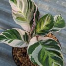 Calathea Fusion White Live Plant Flower Houseplant Rare Garden Home Garden #MPS
