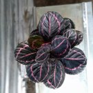 Calathea Black Lipstick Very Beautiful Live Plant Flower Houseplant Rare Garden Home Garden #MPS