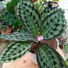 Kaempferia Elegans Live Plant Flower Houseplant Rare Garden Home Garden #MPS