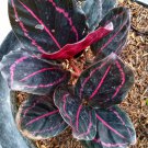 Calatea black lipstik pink Live Plant Flower Houseplant Rare Garden Home Garden #MPS