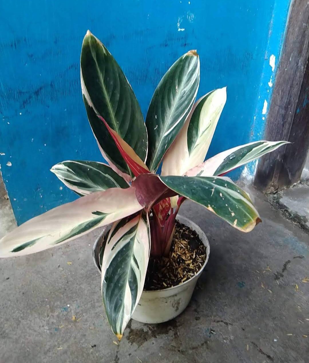 Stromanthe Triostar Calathea Live Plant Flower Houseplant Rare Garden Home Garden #MPS