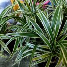 Chlorophytum comosum Live Plant Flower Houseplant Rare Garden Home Garden #MPS