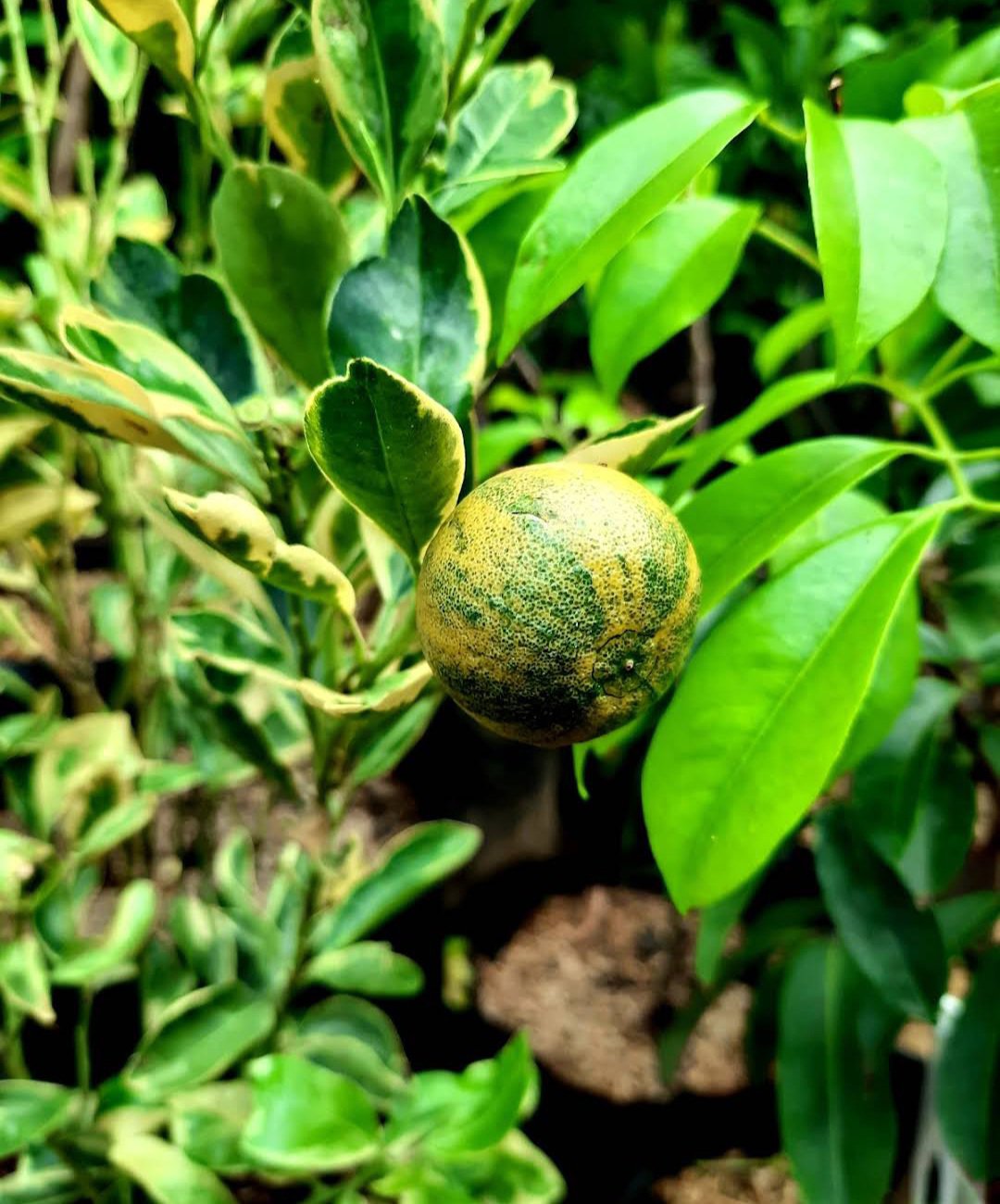 Pink Eureka Variegated Lemon Tree Live Plant Fruit Houseplant Rare Garden Home Garden #MPS