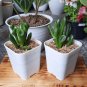 Jade Crassula Ovata Gollum Live Plant Flower Houseplant Rare Garden Home Garden #MPS