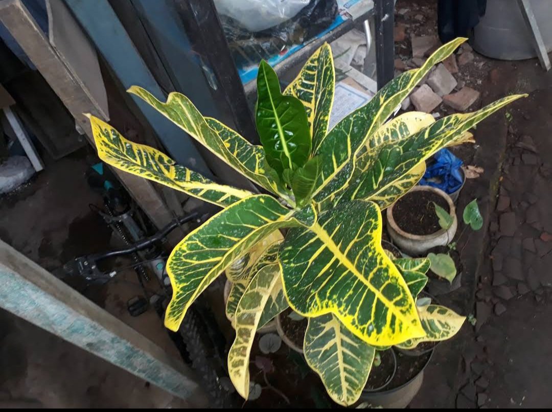 Croton 'Petra' Codiaeum variegatum Live Plant Flower Houseplant Rare Garden Home Garden #MPS