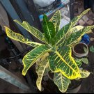 Croton 'Petra' Codiaeum variegatum Live Plant Flower Houseplant Rare Garden Home Garden #MPS