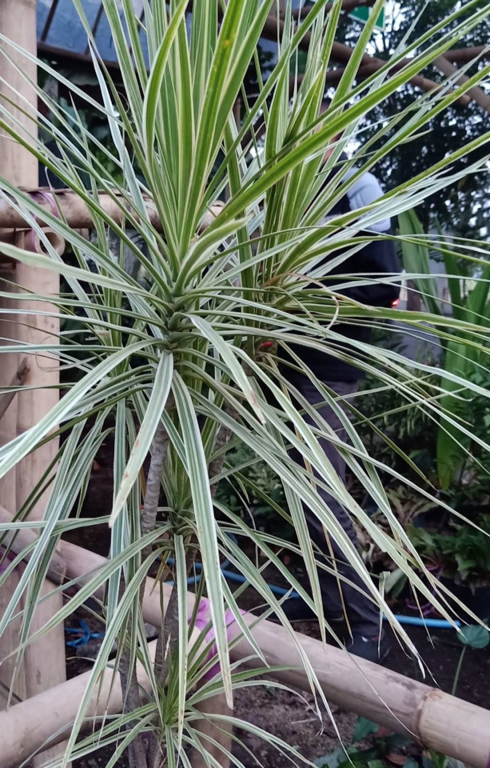 Dracaena Marginata White Live Plant Flower Houseplant Rare Garden Home Garden #MPS