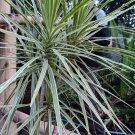 Dracaena Marginata White Live Plant Flower Houseplant Rare Garden Home Garden #MPS