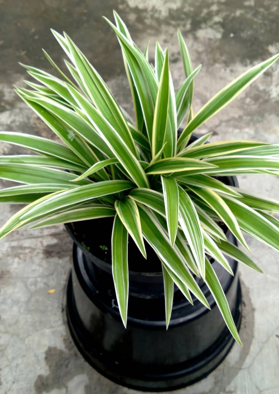 Variegated spider Plant Live Plant Flower Houseplant Rare Garden Home Garden #MPS