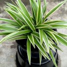 Variegated spider Plant Live Plant Flower Houseplant Rare Garden Home Garden #MPS