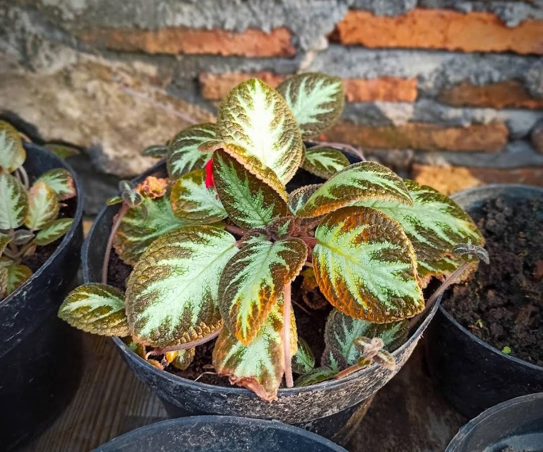 Flame Violet Episcia Cupreata Plant Live Plant Flower Houseplant Rare Garden Home Garden #MPS
