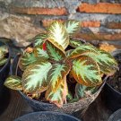 Flame Violet Episcia Cupreata Plant Live Plant Flower Houseplant Rare Garden Home Garden #MPS