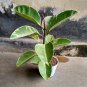 Ficus Tineke Rare Plant Live Plant Flower Houseplant Rare Garden Home Garden #MPS
