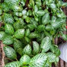 Episcia silver and green Plant Live Plant Flower Houseplant Rare Garden #MPS