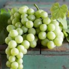 Japanese Shine Muscat Grape Plant Live Plant Houseplant Rare Garden Home Garden #MPS