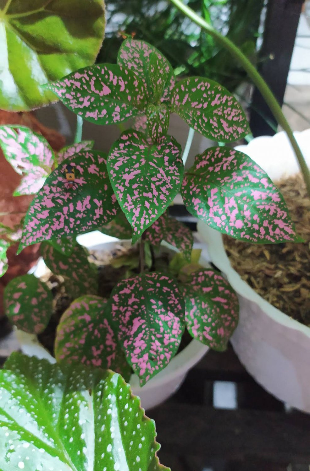 Hypoestes pink polka dot Flower Plant Live Plant Houseplant Rare Garden Home Garden #MPS