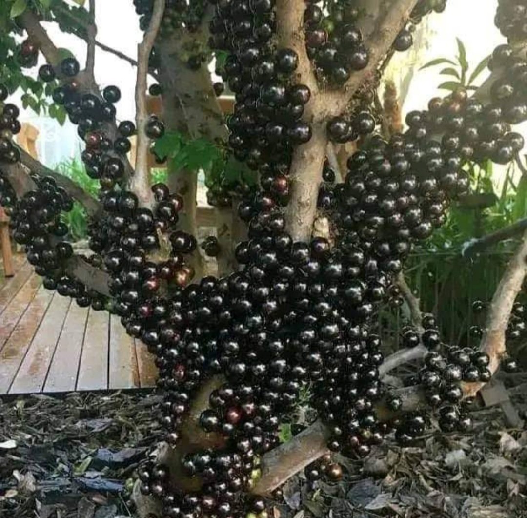 Jaboticaba Fruit Tree Plant Live Plant Flower Houseplant Rare Garden #MPS