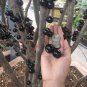 Jaboticaba Fruit Tree Plant Live Plant Flower Houseplant Rare Garden #MPS