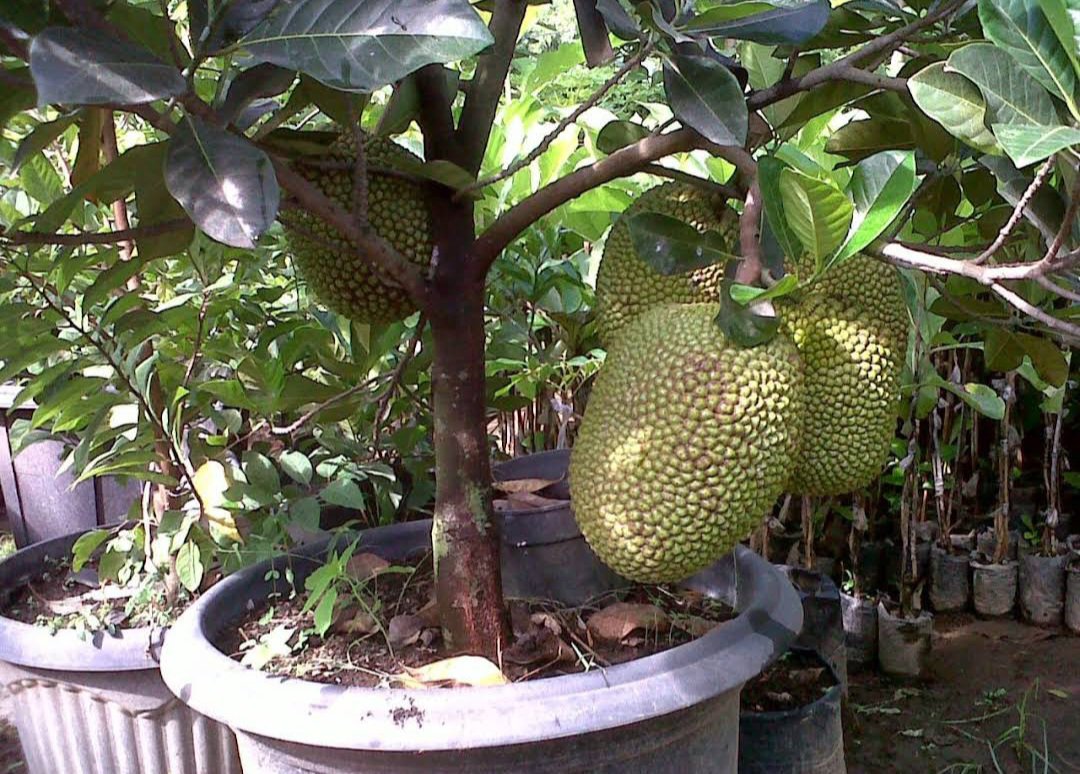 Artocarpus Heterophyllus Jack Fruit Tree Plant Live Plant Houseplant Rare Garden Home Garden #MPS