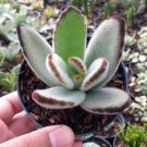 Kalanchoe Panda Flowers Plant Live Plant Flower Houseplant Rare Garden #MPS