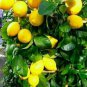 Meyer Lemon Fruit Tree Plant Live Plant Flower Houseplant Rare Garden #MPS