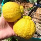 Sanbokan Lemon Tree Fruit Plant Live Plant Flower Houseplant Rare Garden #MPS