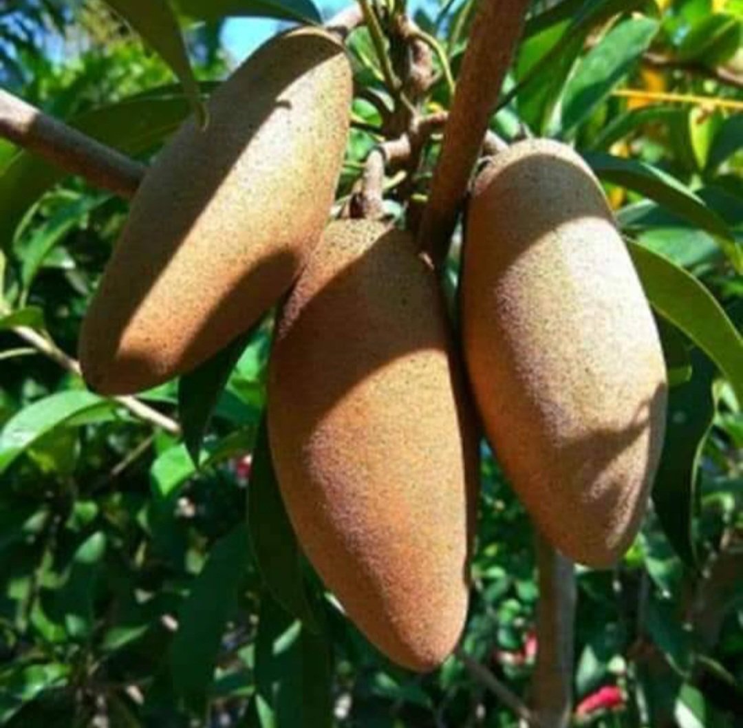 Grafted mahachanok mango tree Fruit Plant Live Plant Flower Houseplant Rare Garden #MPS