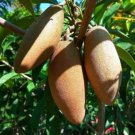 Grafted mahachanok mango tree Fruit Plant Live Plant Flower Houseplant Rare Garden #MPS